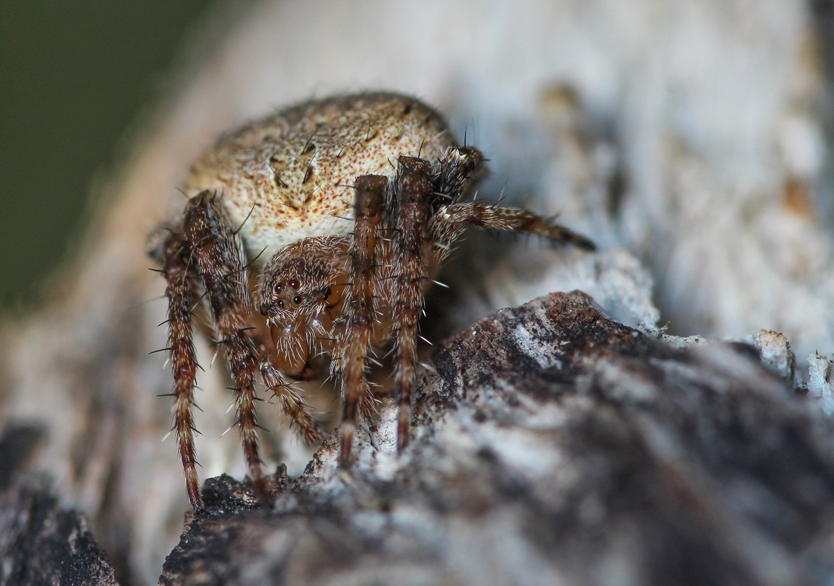 Neoscona subfusca - Gargano (FG)